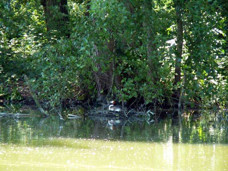 Grèbe huppé au nid